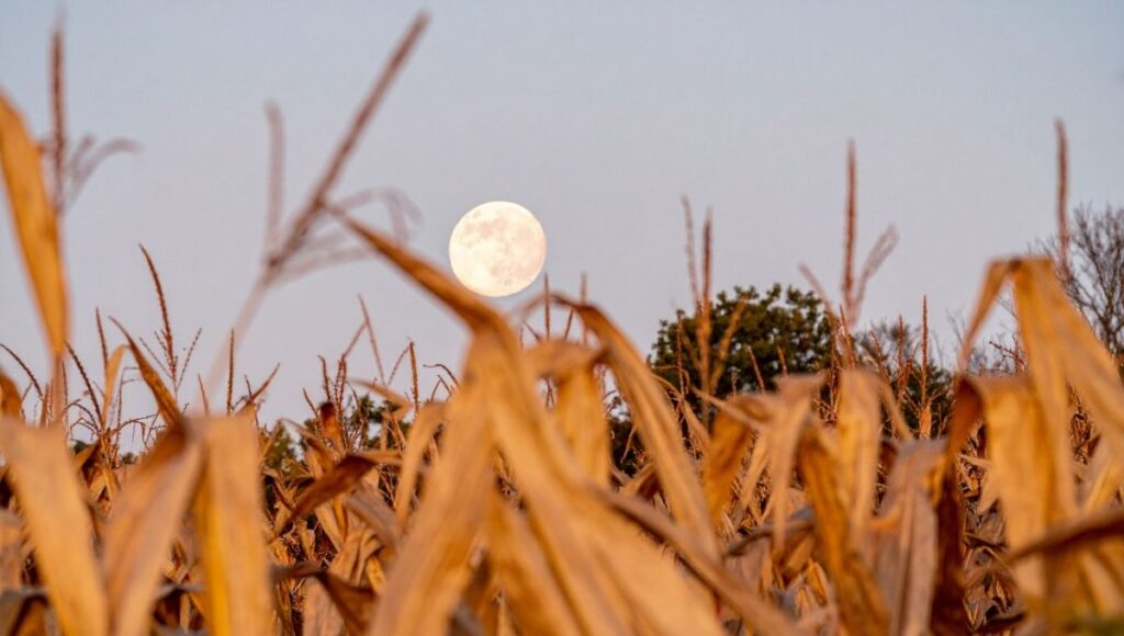 Por que se llama Luna de Maíz