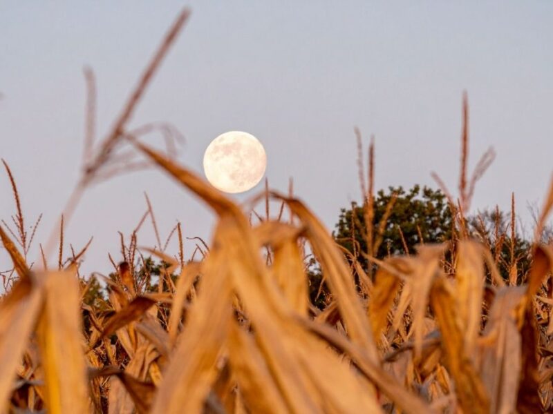 Por que se llama Luna de Maíz