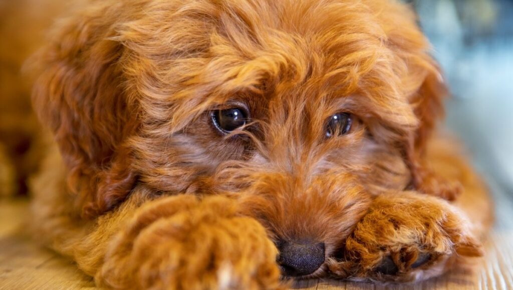 proteger a las mascotas de los cuetes