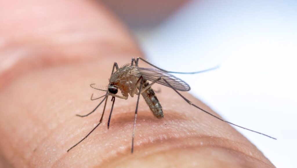 Mosquitos sienten gusto por la cerveza