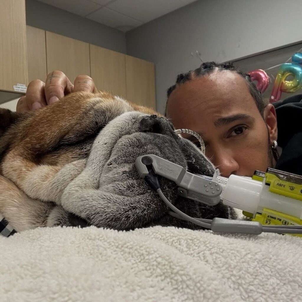 que le paso al perro de lewis hamilton