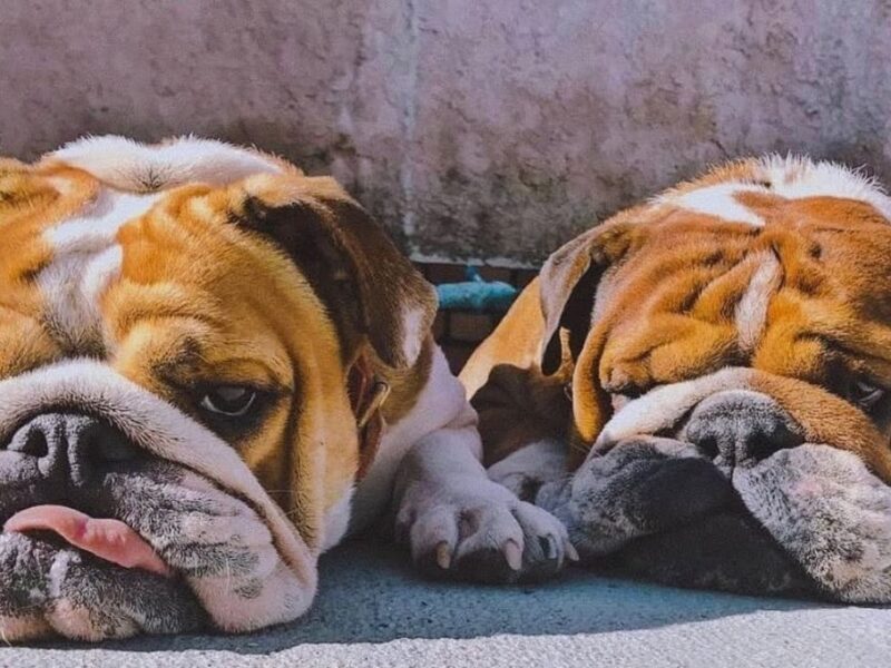 quien fue coco hamilton la perrita de lewis hamilton