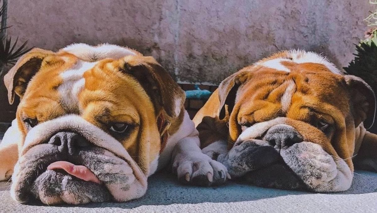 quien fue coco hamilton la perrita de lewis hamilton