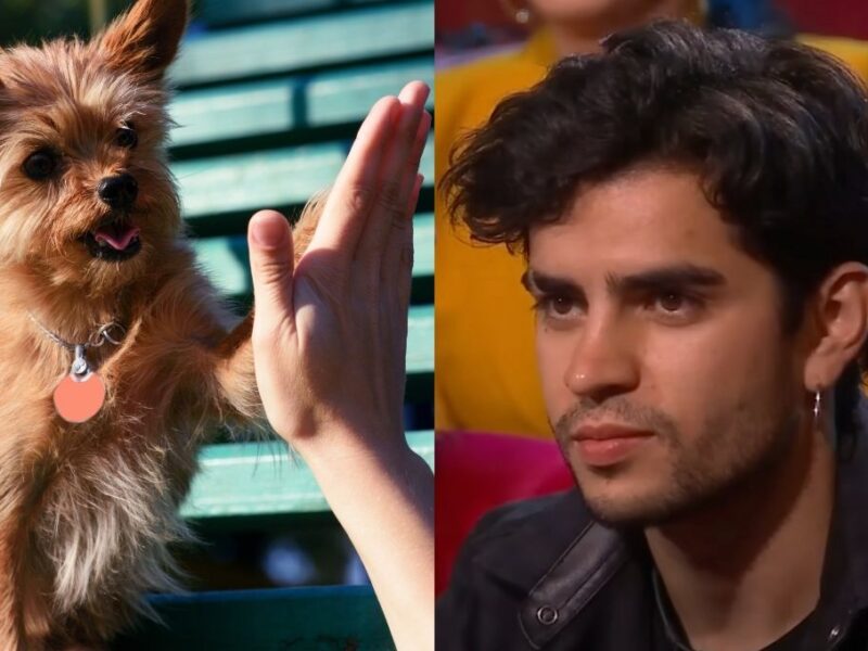 refugio de perros manda regalo de agradecimiento a aaron mercury por su ayuda