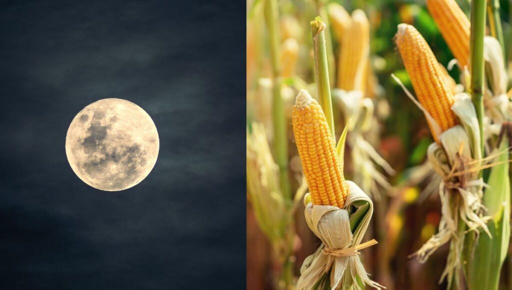 rituales para hacer durante la luna de maiz 2025