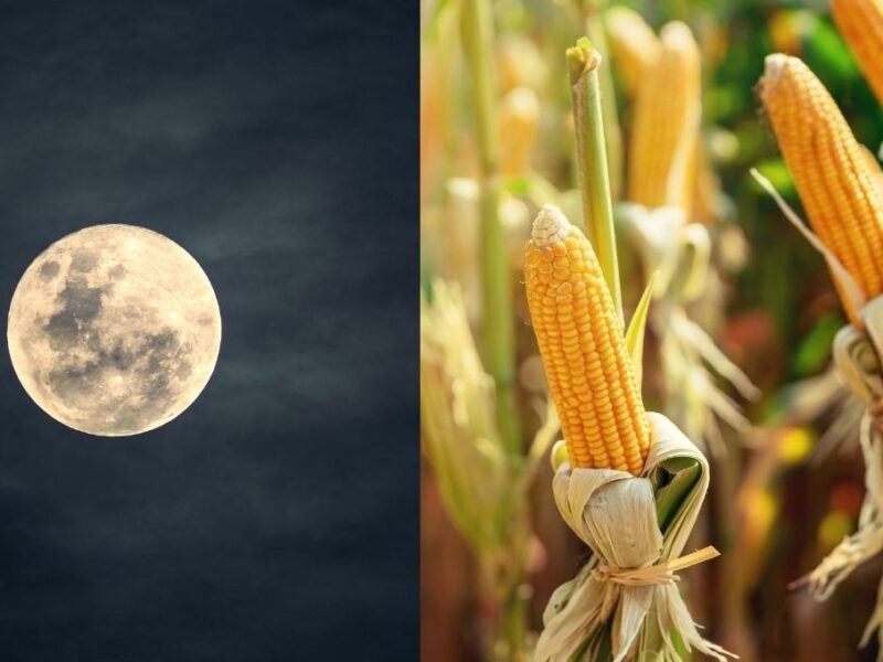 rituales para hacer durante la luna de maiz 2025