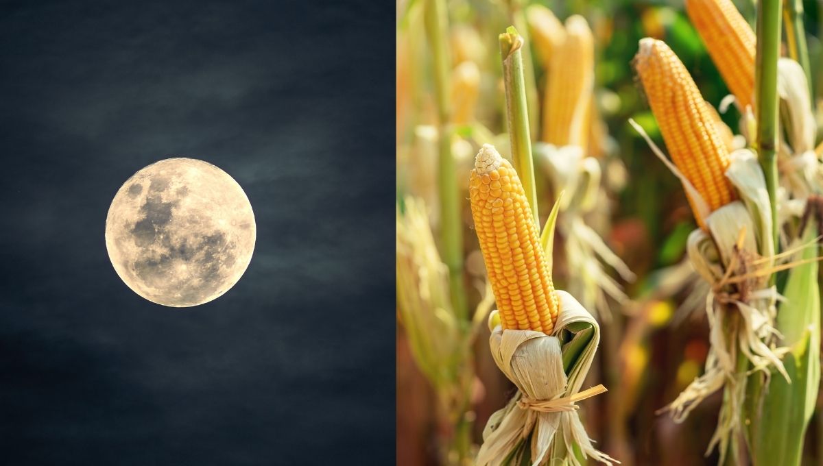 rituales para hacer durante la luna de maiz 2025