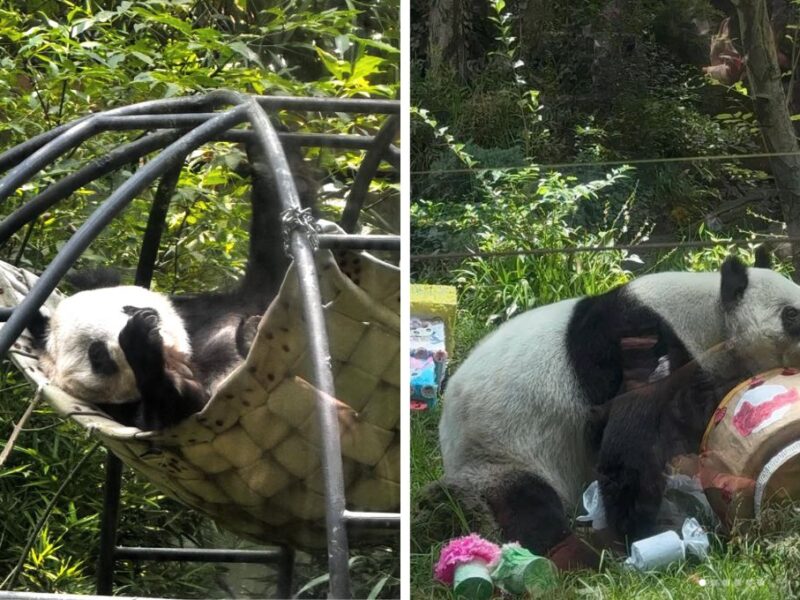 Xin Xin, último panda gigante en México