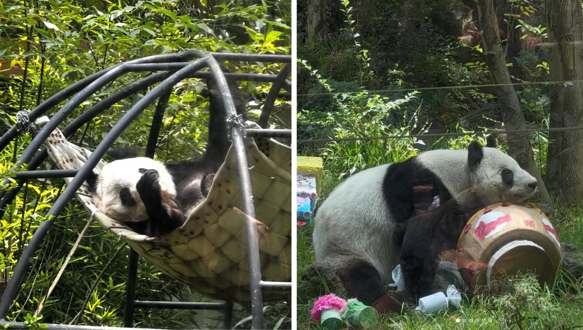 Xin Xin, último panda gigante en México