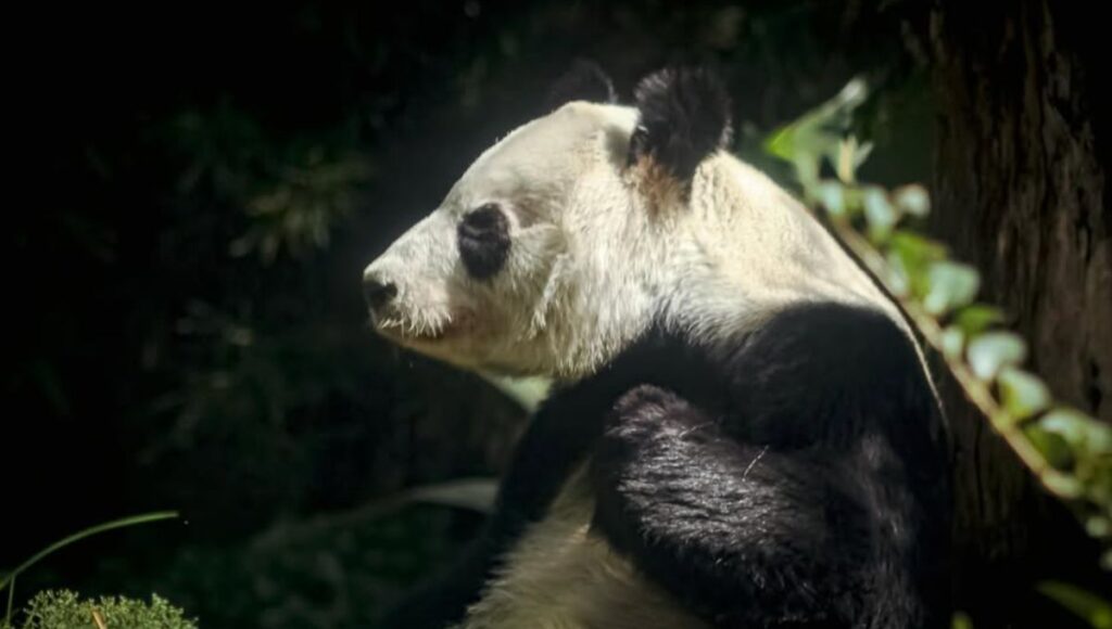 Xin Xin, última panda gigante nacida en México.