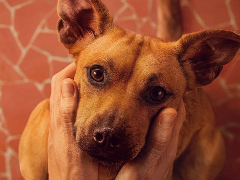 Caramelo de Netflix: nombre real del perro y raza