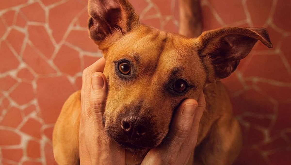 Caramelo de Netflix: nombre real del perro y raza