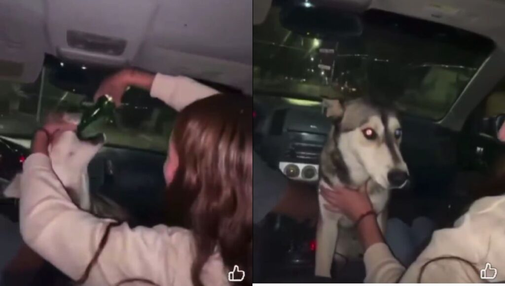 Estudiante de la Universidad de Chihuahua da de beber cerveza a perro de la calle