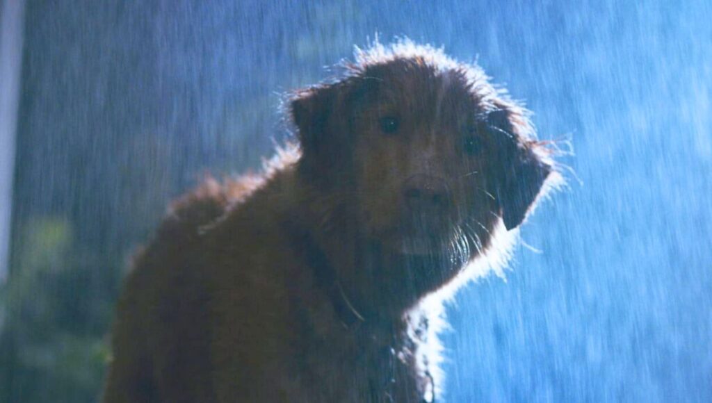 Le hacen daño o no al perro protagonista de Good Boy