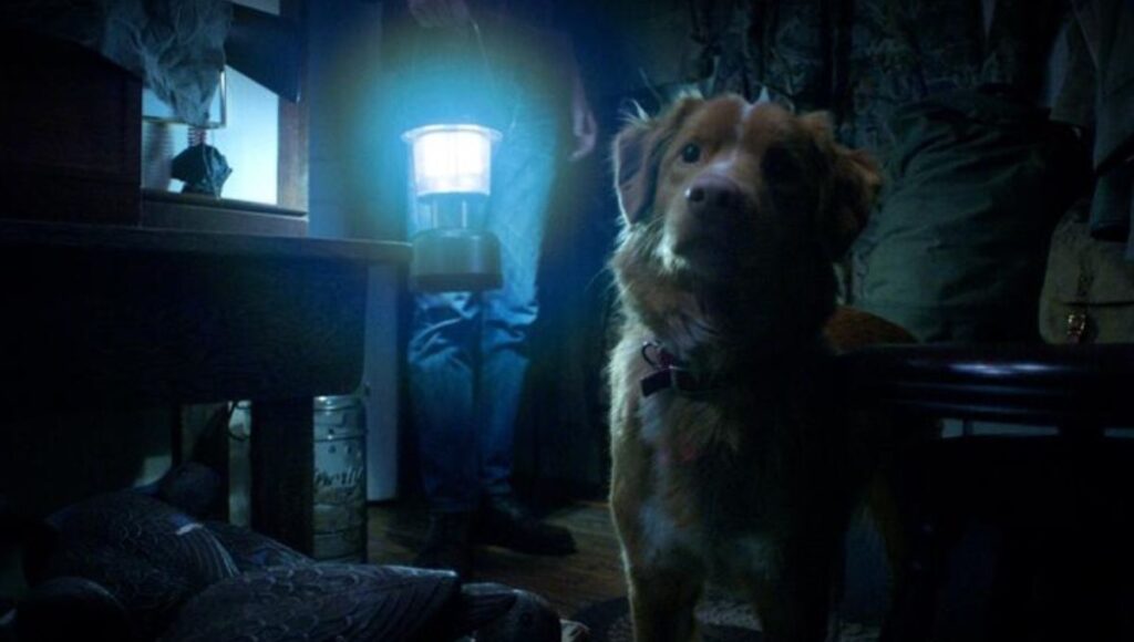 Le hacen daño o no al perro protagonista de Good Boy