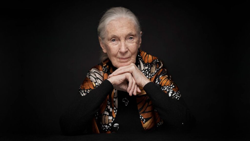 Quién era Jane Goodall la primatóloga que murió a los 91 años
