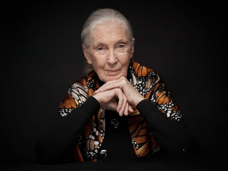 Quién era Jane Goodall la primatóloga que murió a los 91 años