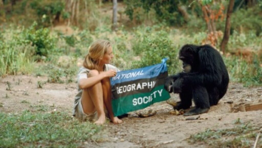 Quién era Jane Goodall la primatóloga que murió a los 91 años