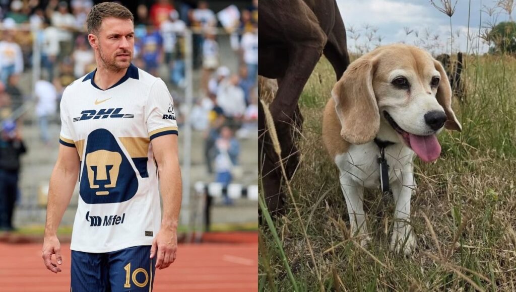 aaron ramsey ofrece jugosa recompensa para encontrar a su perrita halo