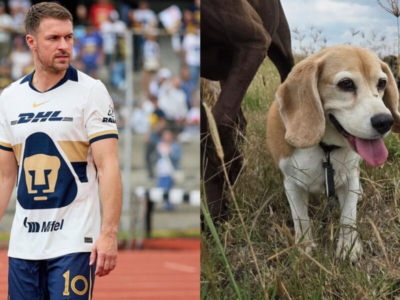 aaron ramsey ofrece jugosa recompensa para encontrar a su perrita halo