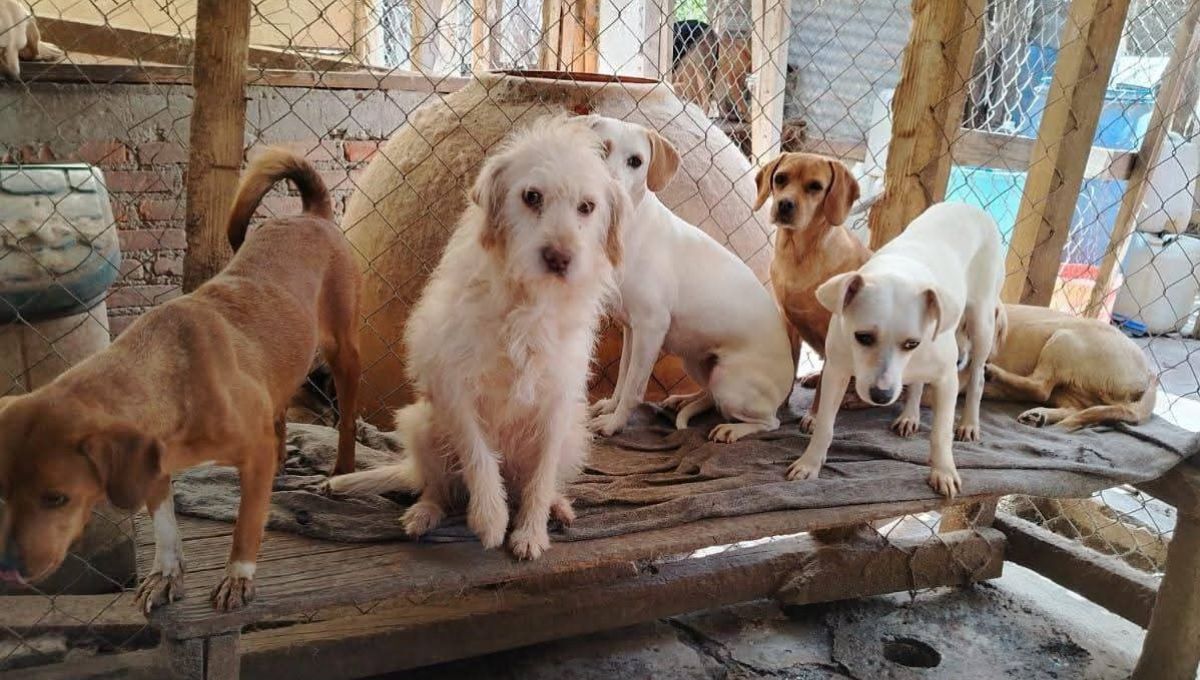Denuncian ataque en albergue pergatuzoo en edomex