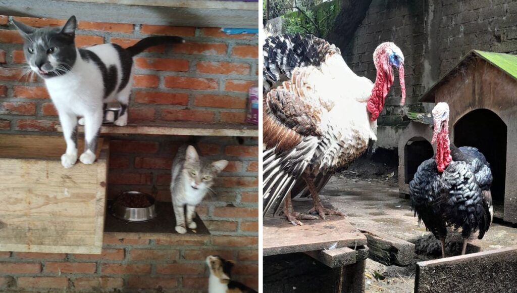 Denuncian ataque al albergue pergatuzoo en la edomex