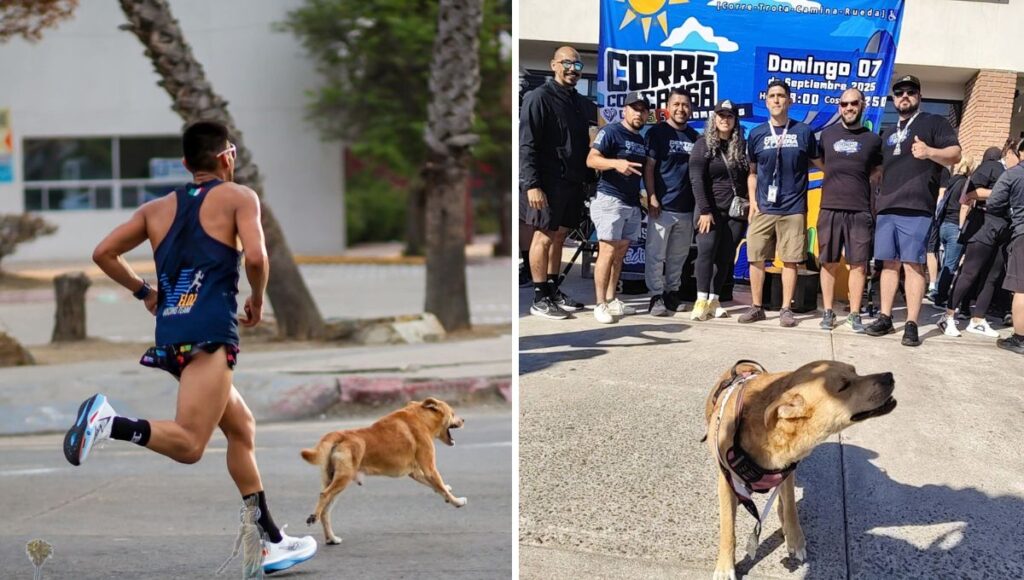Murió Chicles perro maratonista de Tijuana