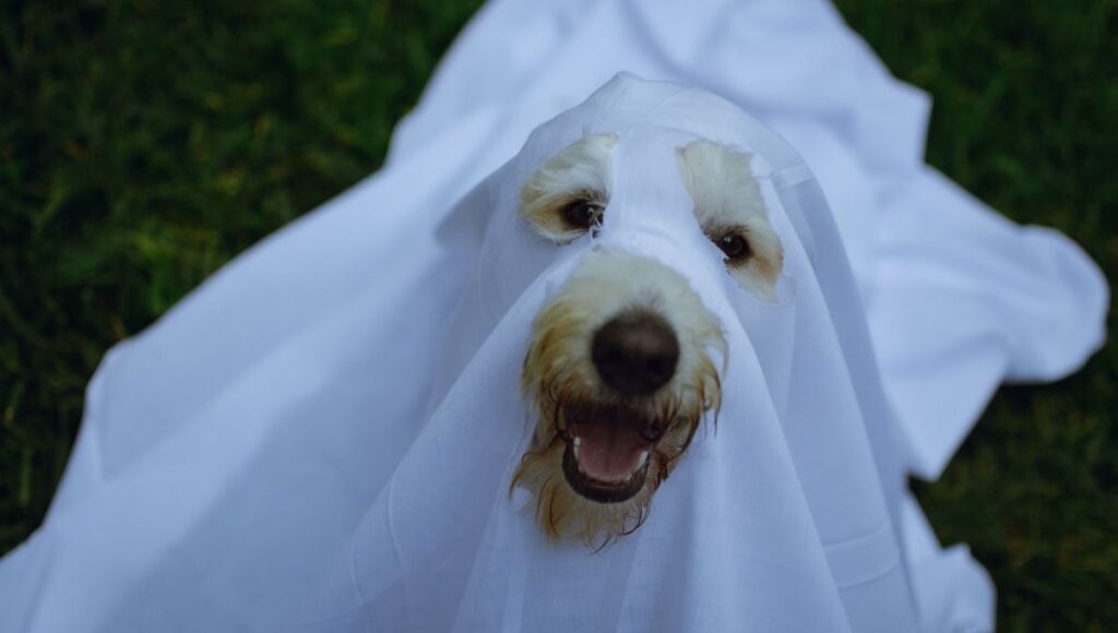 Día de Muertos de mascotas 2025