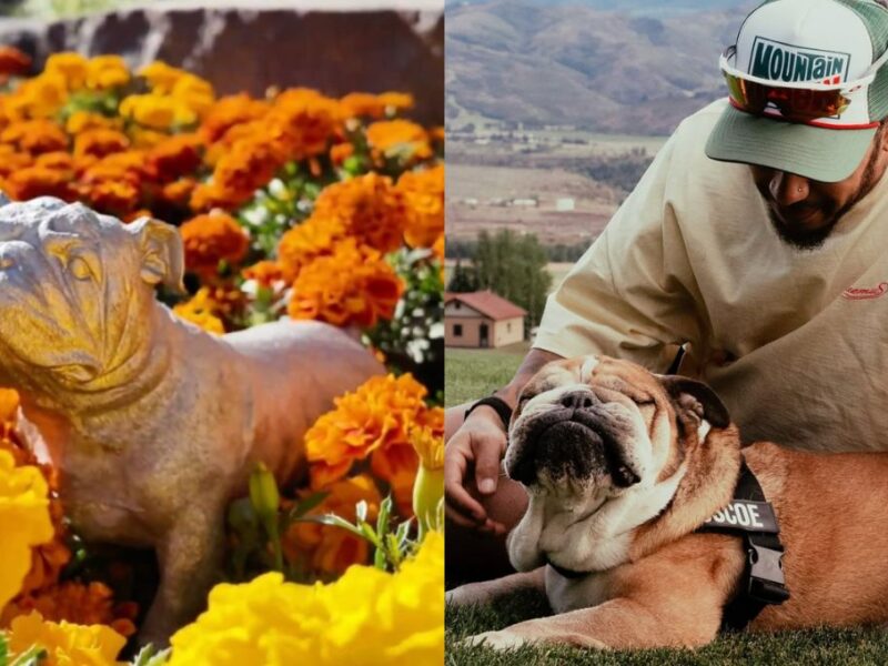Gran Premio de México rinde homenaje a Roscoe, perro de Lewis Hamilton