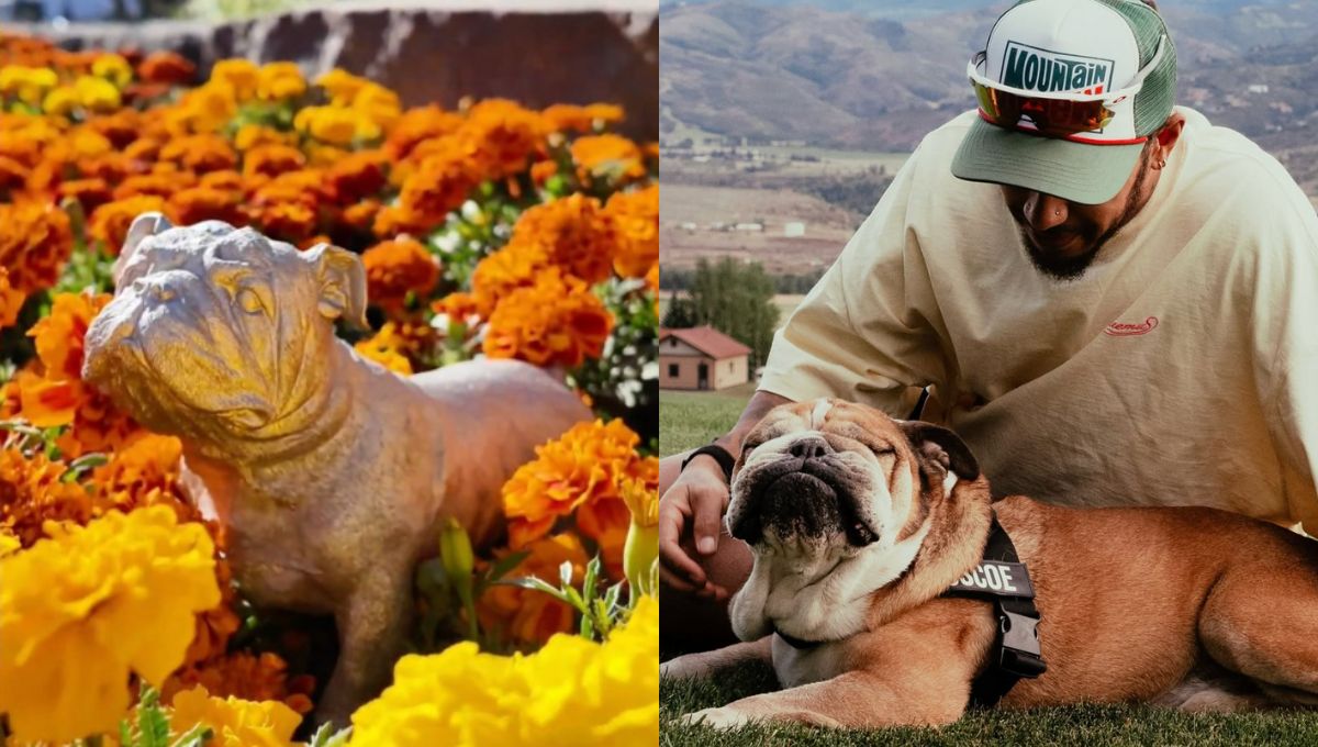 Gran Premio de México rinde homenaje a Roscoe, perro de Lewis Hamilton