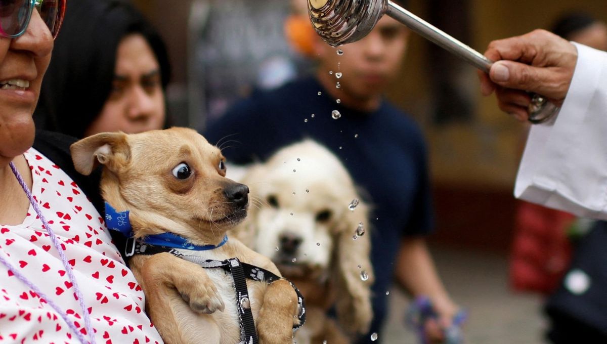 Bendición de mascotas 2025 en la CDMX