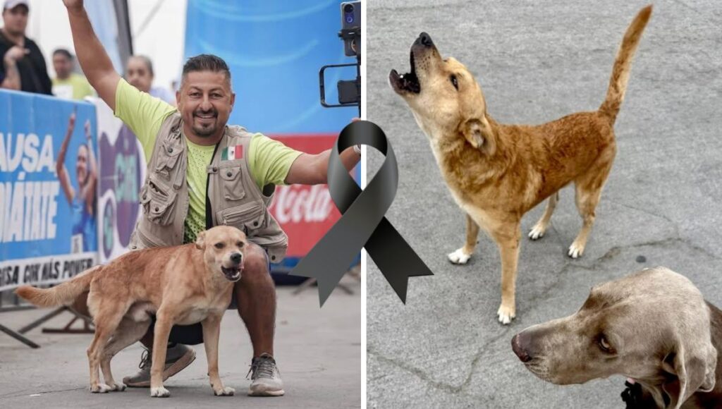 Reportan la muerte de Chices perro maratonista de Tijuana