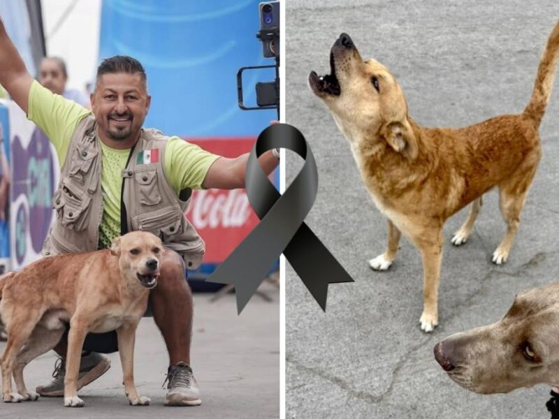 Reportan la muerte de Chices perro maratonista de Tijuana