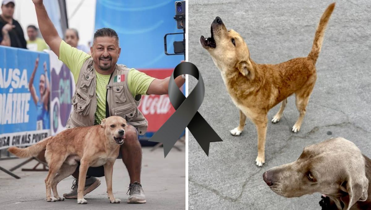 Reportan la muerte de Chices perro maratonista de Tijuana