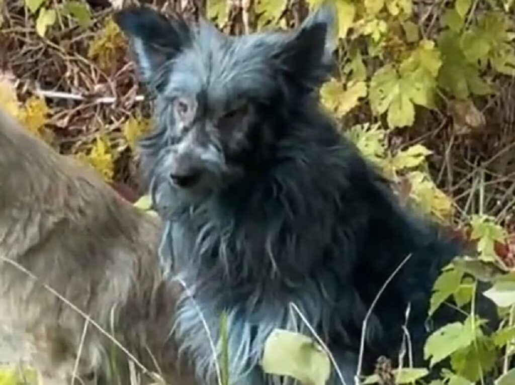 Perros azules en Chernóbil
