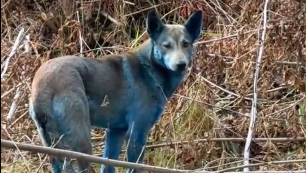 perros con pelo azul en Chernóbil