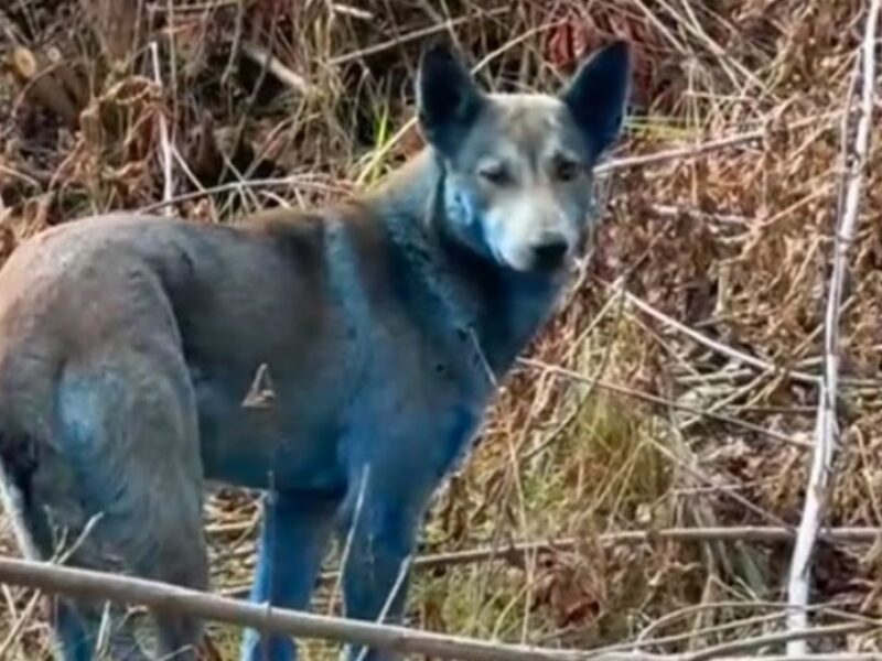 ¡No es IA! Aparecen perros con pelo azul en Chernóbil ¿Cuál es la explicación científica?