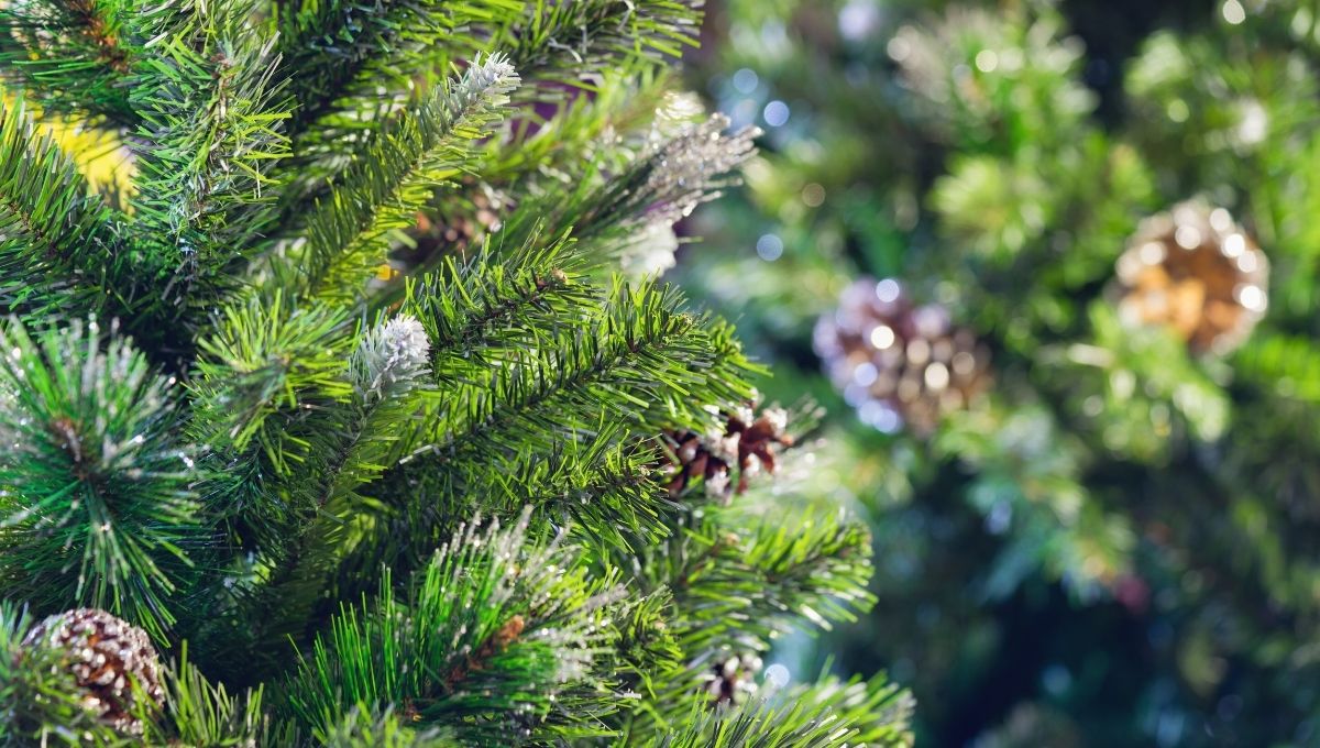 dónde rentar un árbol natural