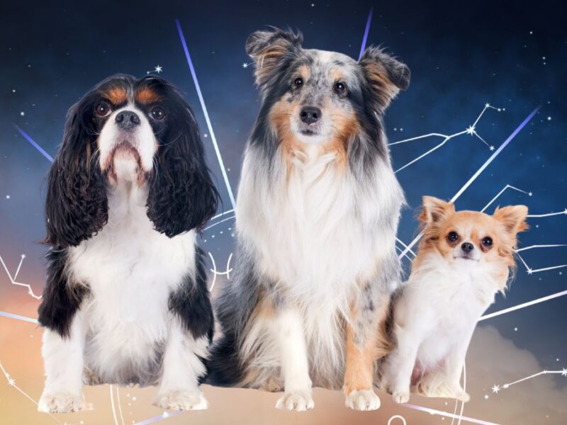 Qué perro es mejor para cada signo zodiacal
