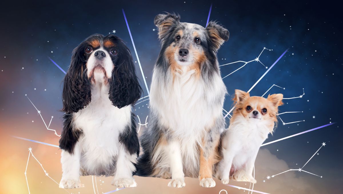 Qué perro es mejor para cada signo zodiacal