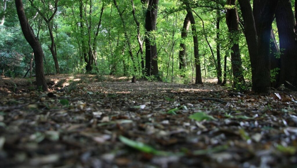 Qué se celebra el 5 de diciembre