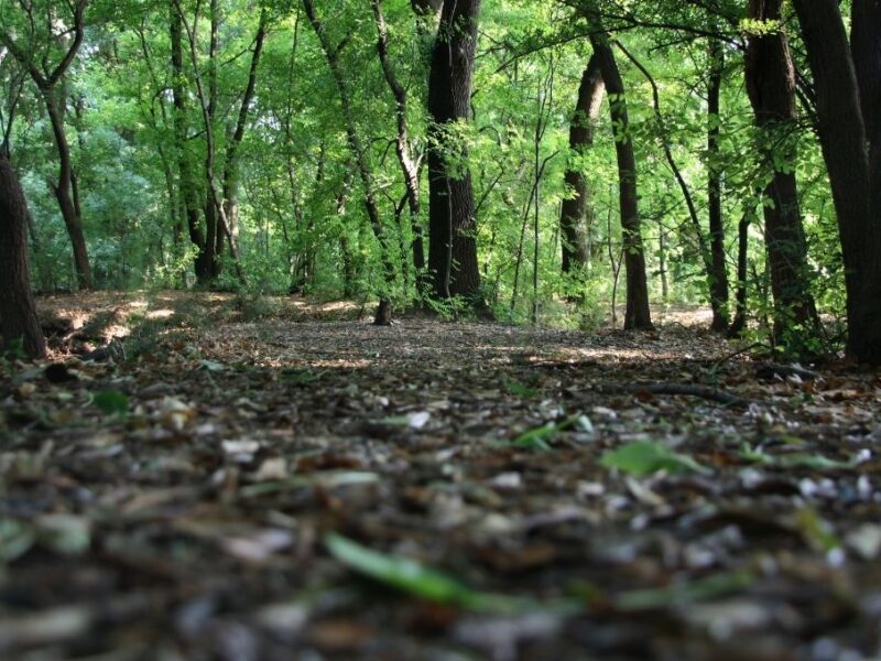 Qué se celebra el 5 de diciembre