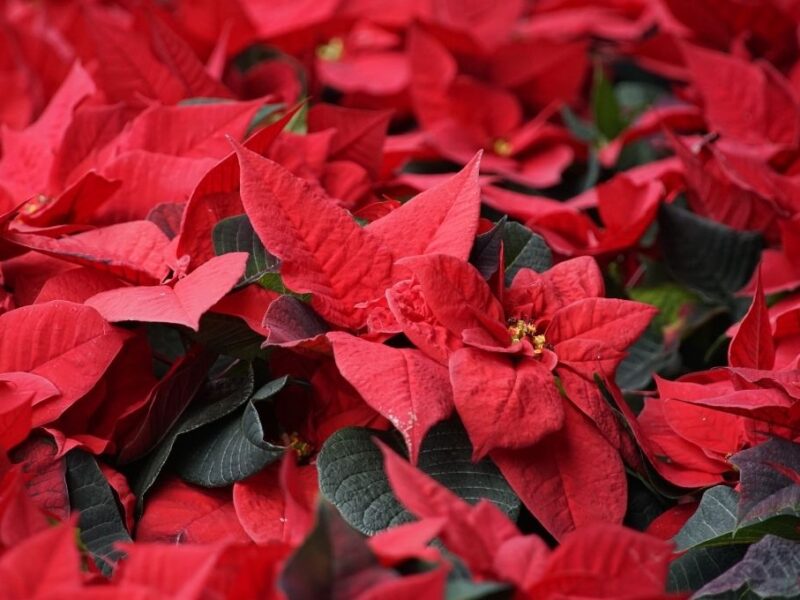 Qué se celebra el 8 de diciembre