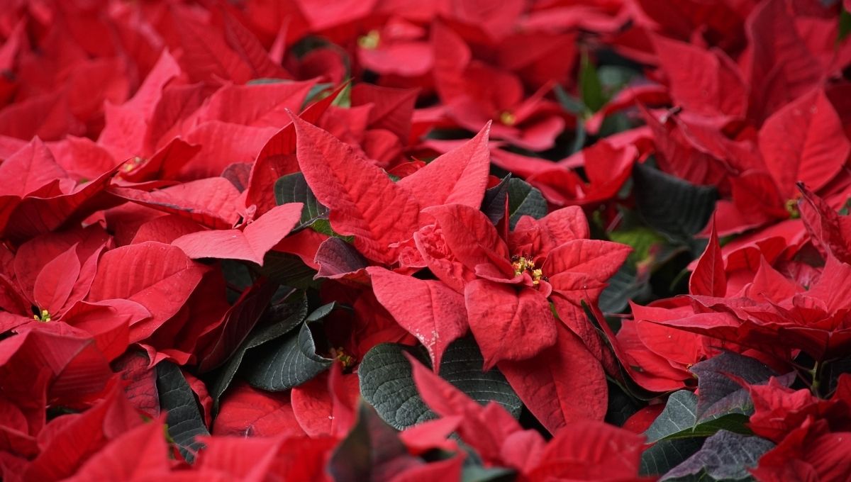 Qué se celebra el 8 de diciembre