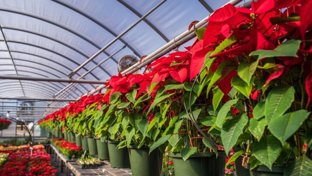 efemérides de hoy del 8 de diciembre