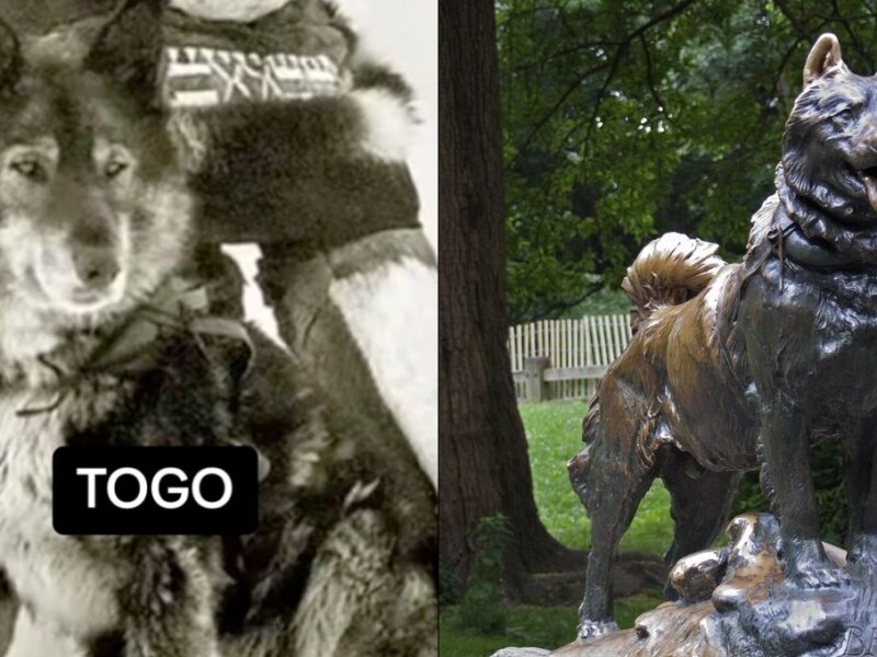 La historia de Togo y Balto, la estatua de Central Park