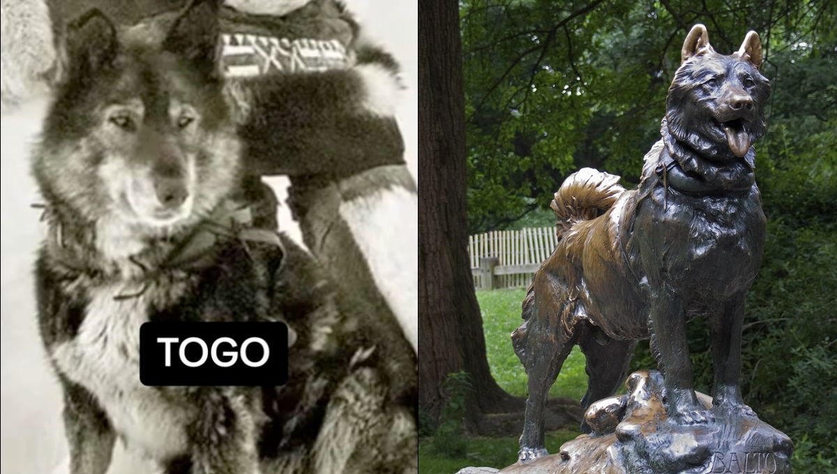 La historia de Togo y Balto, la estatua de Central Park