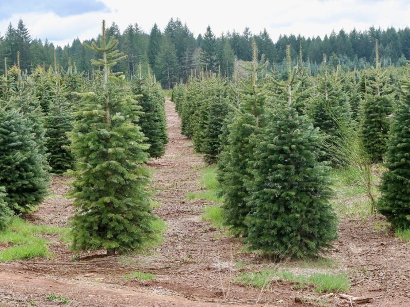 Bosques de árboles de navidad cerca de CDMX 2025