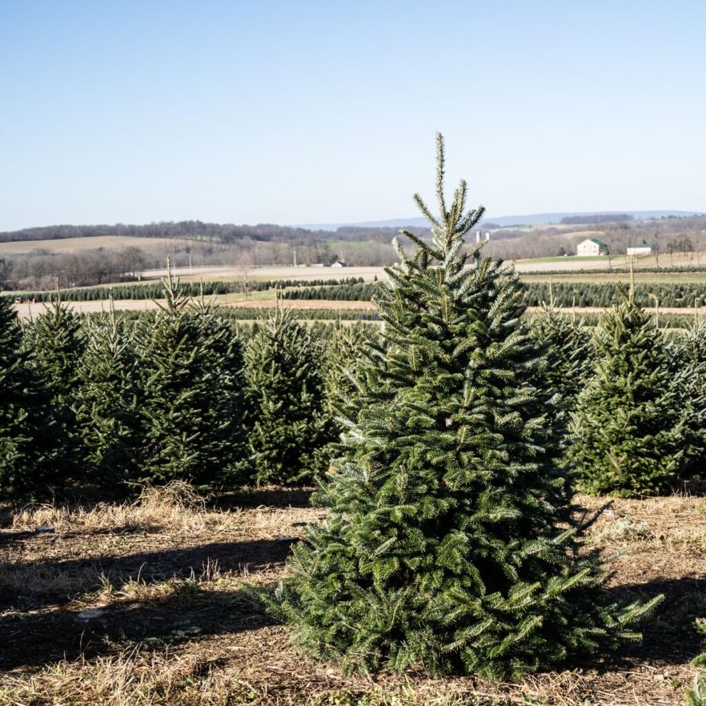 Bosques de árboles de navidad cerca de CDMX 2025