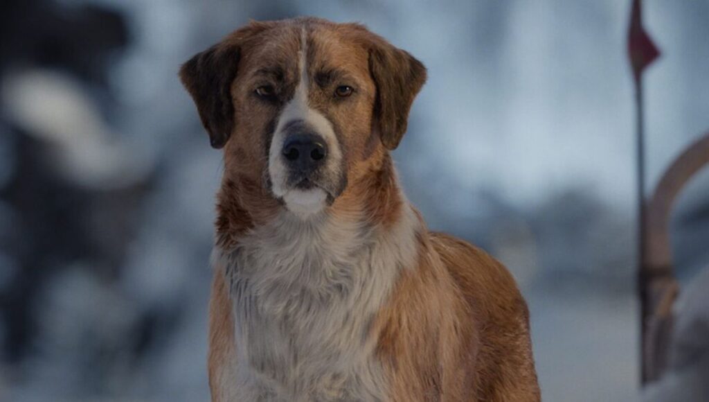 La raza de perro de Buck de El llamado salvaje
